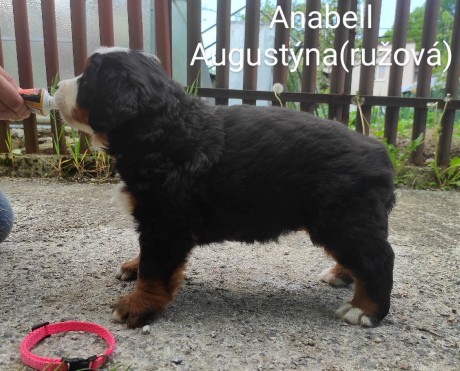 5 týdnů Anabell Augustýna