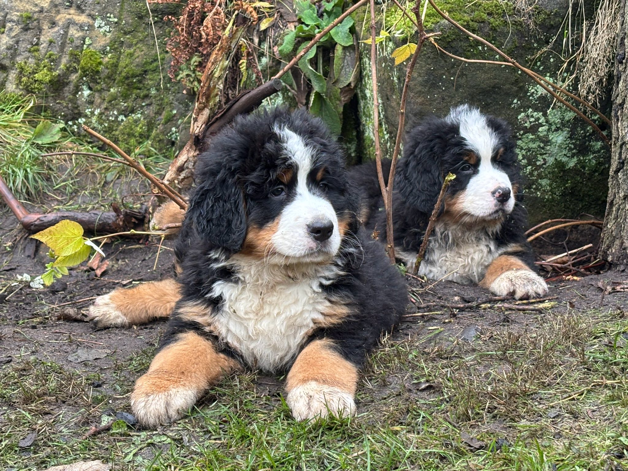 599945341_25641094825510668_1463618945788938008_n